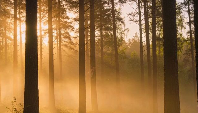 Golden morning mist streaming through tall pine trunks, backlit rays and serene woodland