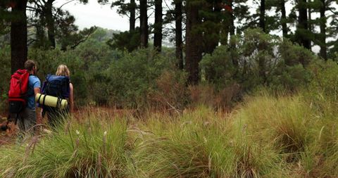 Couple Hiking Through Lush Forest on Outdoor Adventure - Download Free Stock Images Pikwizard.com