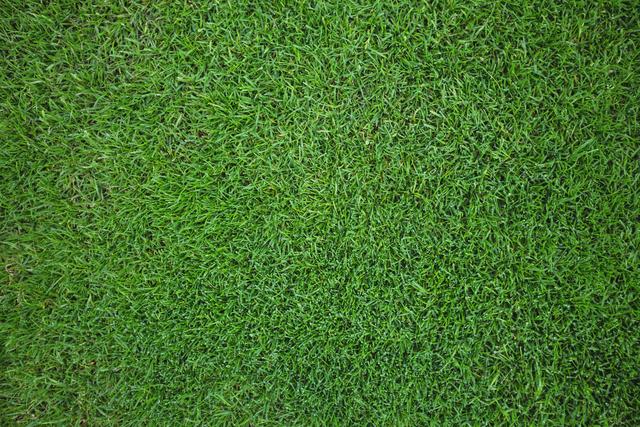 Green grass field background, full frame