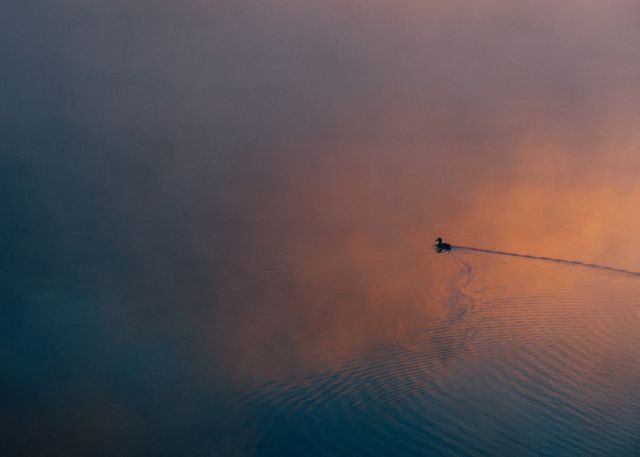 Solitary Duck Glides on Tranquil Lake at Sunrise - Download Free Stock Photos Pikwizard.com