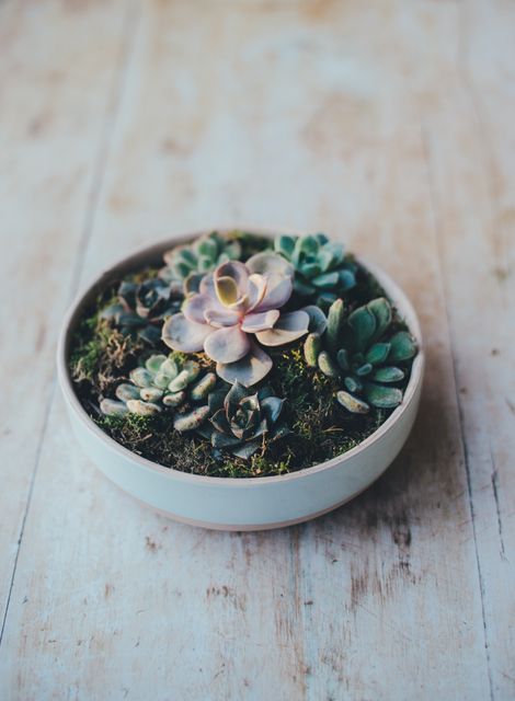 Close-up view of a minimalist succulent arrangement in a white pot sitting on a distressed wooden surface. Great for illustrating concepts related to indoor gardening, home decor, plant care, and minimalist living. Useful for blogs, articles, and social media posts about gardening, sustainable living, and interior design.