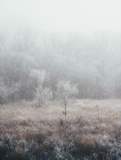 A serene winter landscape showing frost-covered bare trees under a misty morning sky. This peaceful scene can be used to illustrate concepts of winter, cold weather, and tranquility. Ideal for seasonal articles, nature blogs, and environmental awareness organizations.
