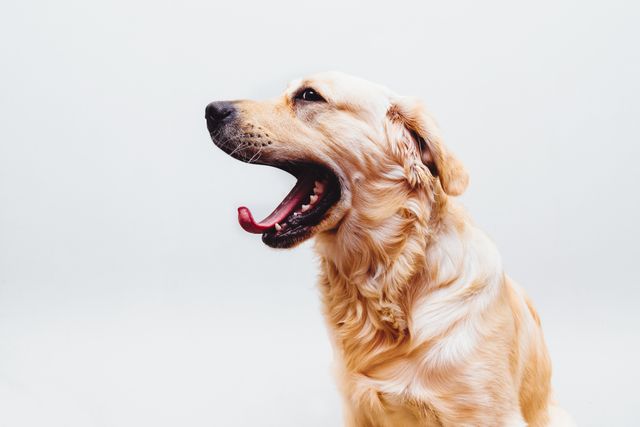 Golden retriever yawning in side view against white background is expressing relaxation and comfort. Ideal for use in pet care promotions, veterinary advertisements, and social media posts focusing on pets. Adds a playful and comfortable tone to websites about pet products and pet health. Can be used in blogs, educational materials about dog behavior, or any project needing heartwarming pet imagery.