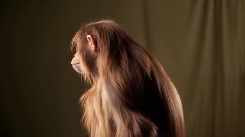 Monkey Rotating Head with Luxurious Fur in Nature Scene