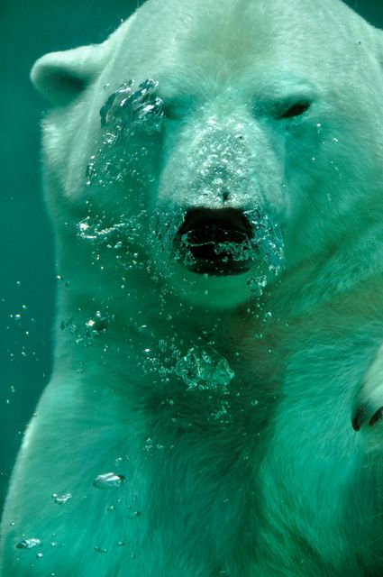 Polar bear swimming underwater with air bubbles. Clear view of polar bear's face and paws in aquatic environment. Useful for wildlife conservation, education, nature documentaries, and environmental awareness campaigns.