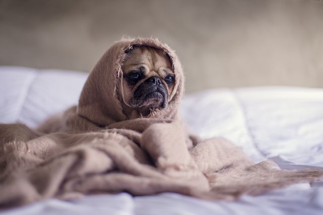 Cute pug wrapped in cozy brown blanket on bed, appearing relaxed and snug. Perfect for concepts such as pet care ads, articles on pet comfort, or playful social media posts featuring adorable animals.
