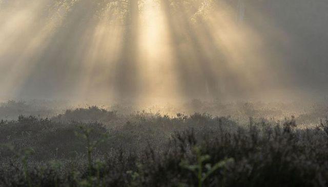 Sunlight piercing morning mist over heather meadow with crepuscular rays