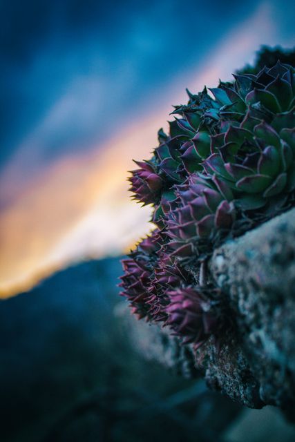 A close-up view of succulents with the vivid colors of a dramatic sunset in the background. Ideal for use in nature blogs, botanical presentations, plant life posters, or outdoor-themed social media content.