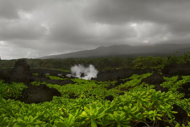 Lush green vegetation growing over black volcanic rocks with dramatic, cloudy skies in the background. Ocean waves crashing against the rocky coastline. Perfect for use in environmental content, travel blogs about Hawaii, nature and landscape photography promotions, and tropical documentaries.