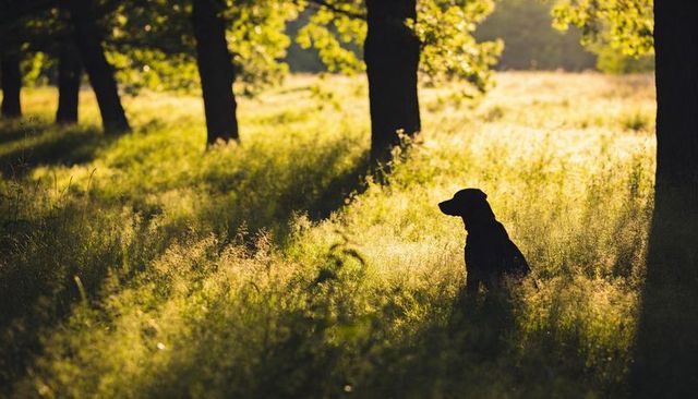 Dog silhouette sitting in sunlit meadow at golden hour among tree trunks