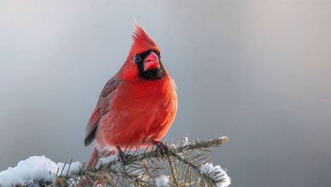 Vibrant male northern cardinal perching on snow-dusted evergreen branch fluffing feathers