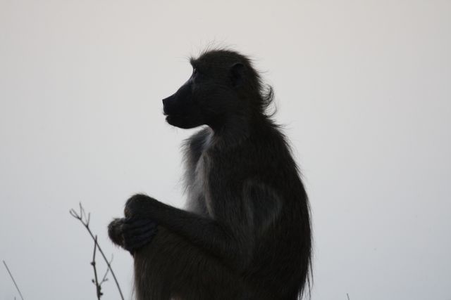 Silhouette of Baboon Posing at Sunset - Download Free Stock Photos Pikwizard.com