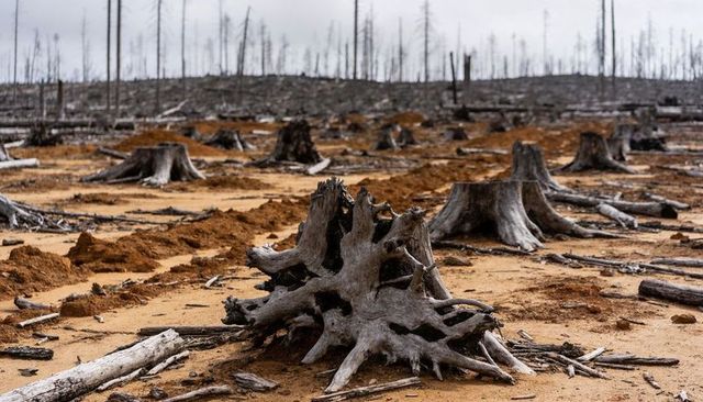 Gnarled tree stumps and exposed roots on barren clearcut landscape under overcast sky