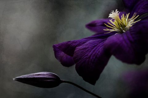 Moody purple clematis bloom with bud close-up velvet petals dramatic botanical macro