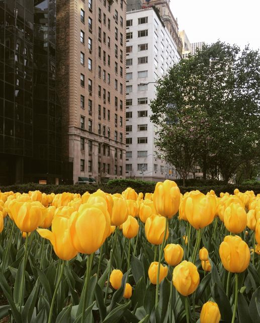 Yellow tulips are flowering in a vibrant urban garden, surrounded by tall city buildings, showcasing the blend of nature and urban environment. Ideal for themes of urban greenery, springtime in the city, and the balance between nature and architecture. Suitable for use in travel brochures, urban planning projects, spring advertisements, and city lifestyle articles.