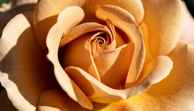 Peach rose macro showing sunlit spiral center and curled petals for floral backgrounds