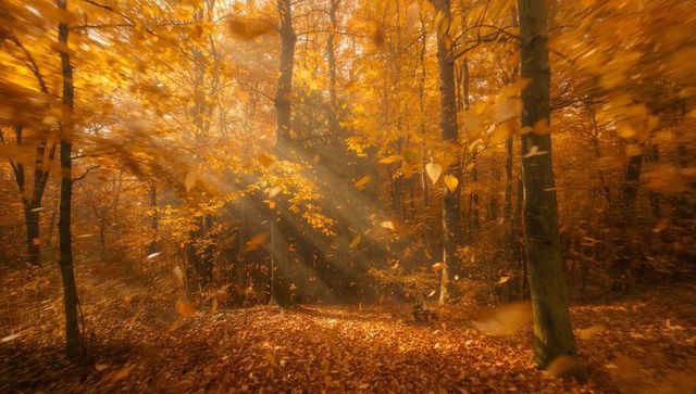 Sunlit Autumn Forest with Falling Orange Leaves and Warm Sunbeams