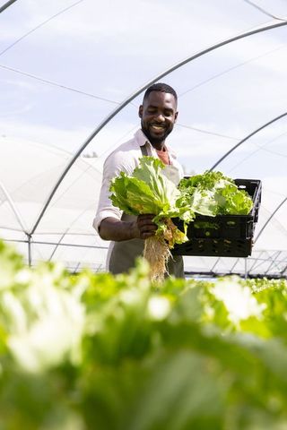 Cheerful Farmer Harvesting Fresh Lettuce in Greenhouse