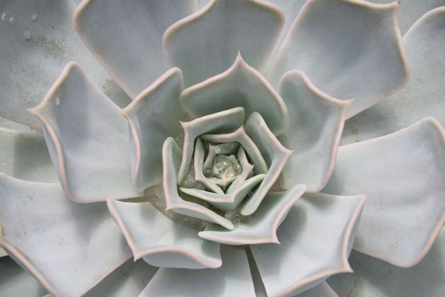 Close-up shot of a succulent plant showcasing its symmetrical, intricate design in pale tones. Suitable for use in botanical studies, nature photography collections, home decor inspirations, backgrounds, and promotional material for gardening products. Emphasizes the beauty and complexity of natural patterns.