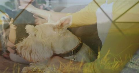 Small terrier relaxing on laps of women wearing yellow cardigan, companionship double exposure