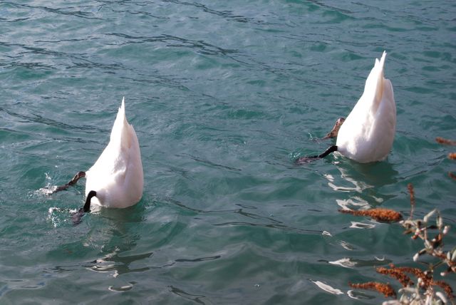 Two swans diving underwater with their tails up. Clear blue lake water creates a serene nature scene. Perfect for themes related to wildlife, nature, aquatic birds, and peaceful landscapes.
