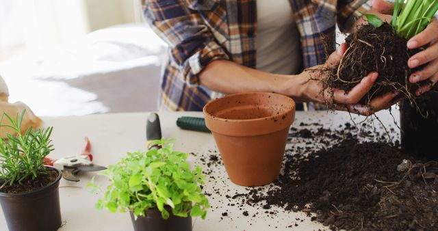 Hands working on repotting a plant into a terracotta pot on a table, surrounded by soil and small herb plants. This image is perfect for illustrating articles or blogs about gardening, plant care, and indoor gardening projects. It can also be used in promotional materials for gardening supplies, spring activities, or green living.