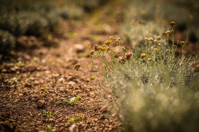 This photo captures a close-up view of wildflowers in bloom on a dusty ground during spring. The earthy tones and natural setting create a serene and organic atmosphere, making this image ideal for nature-themed projects, environmental campaigns, spring season promotions, and outdoor lifestyle blogs.