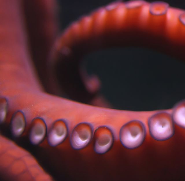 Close up of tentacle created using generative ai technology. Animals, wildlife and nature concept, digitally generated image.