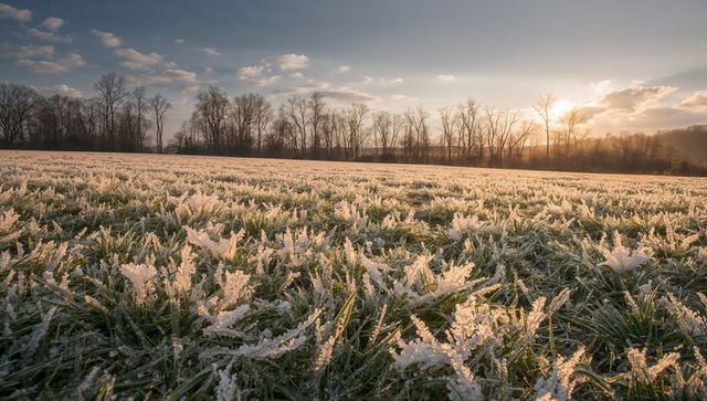 Hoarfrost sparkling on grass in backlit rural meadow at sunrise, ice crystals glittering