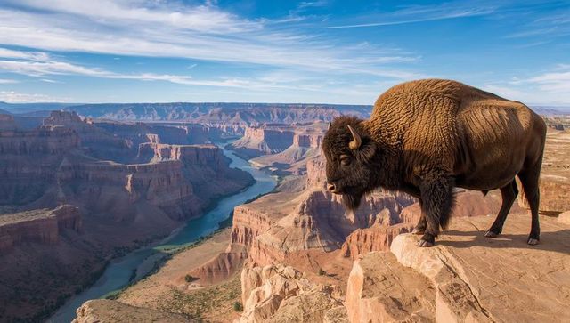 American bison standing on canyon ledge overlooking winding river and sandstone mesas