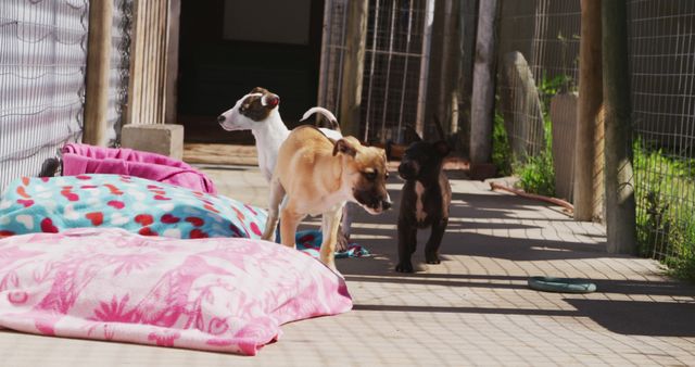 Three puppies play outdoors next to vibrant, colorful blankets. Ideal for pet care advertisements, animal welfare campaigns, or happy pet photography.