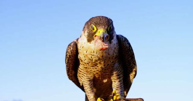 Close-up view of a peregrine falcon feeding on its prey, showcasing detailed plumage and natural hunting behavior. Ideal for nature documentaries, wildlife conservation campaigns, educational materials on birds of prey, and animal behavior studies.