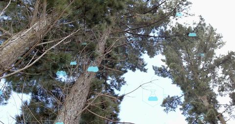 Looking up pine canopy with teal flask icons overlay representing forest science and data