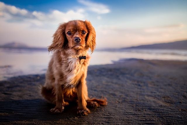 Small brown dog sitting alone on a sandy beach during sunset. Ocean and horizon visible in background under golden hour light. Perfect for use in pet-related content, outdoor and nature photographs, and travel or leisure images aimed at evoking feelings of calmness, peace, and solitude.