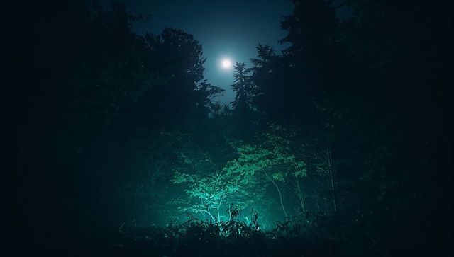 Eerie Moonlit Forest with Glow-In-Dark Shrubs