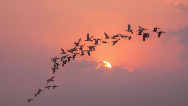 Migratory birds flying v formation across pink-orange sunset, sun peeking behind clouds