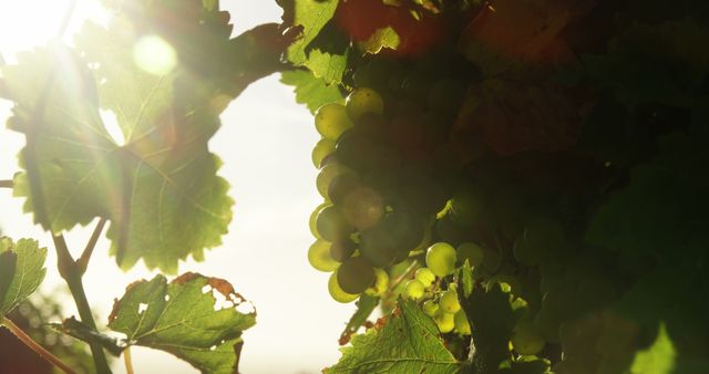 Sunlight filters through the leaves, illuminating clusters of ripe grapes on the vine, with copy space. Capturing the essence of a vineyard, the image evokes the natural process of grape cultivation for winemaking.