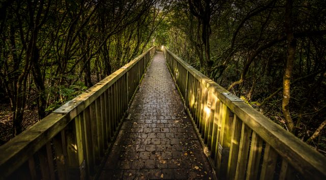 Wooden path in lush green forest during sunset - Download Free Stock Photos Pikwizard.com