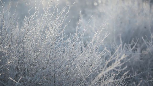 Glistening frost-coated stems and seedheads catching low winter morning light with soft bokeh