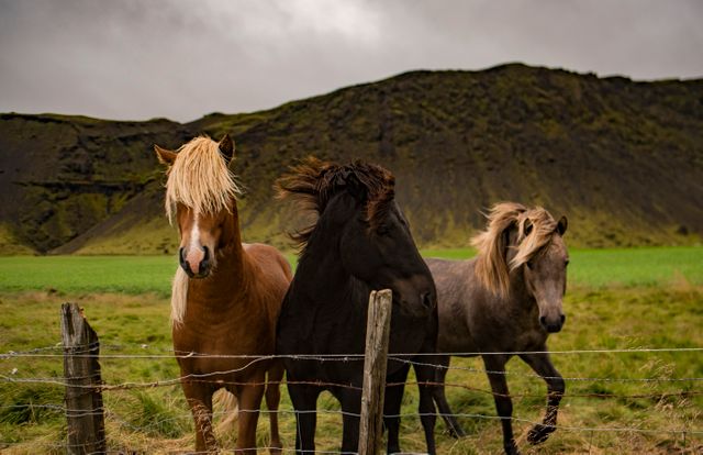 Icelandic Horses in Scenic Mountainous Landscape - Download Free Stock Photos Pikwizard.com