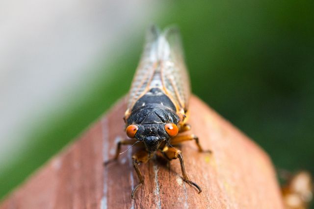 Close-up of cicada with striking red eyes resting on wooden surface. Visible details include textured wings and fine hairs. Suitable for nature enthusiasts, insect identification, educational purposes, or wildlife conservation materials.