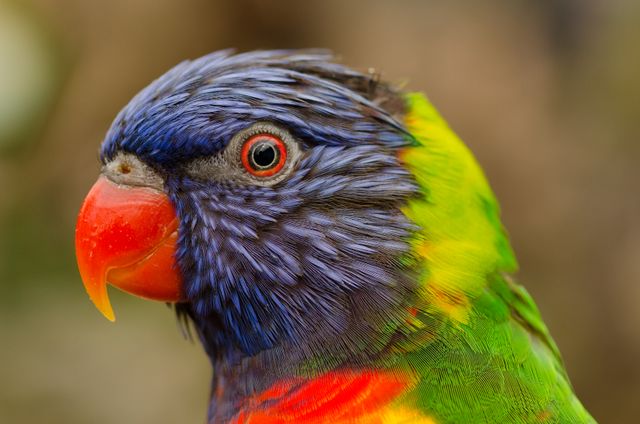 This close-up of a rainbow lorikeet showcases its vibrant, intricate feathers and striking beak. Use it in wildlife documentaries, bird-watching blogs, exotic pet articles, and educational materials on tropical birds.