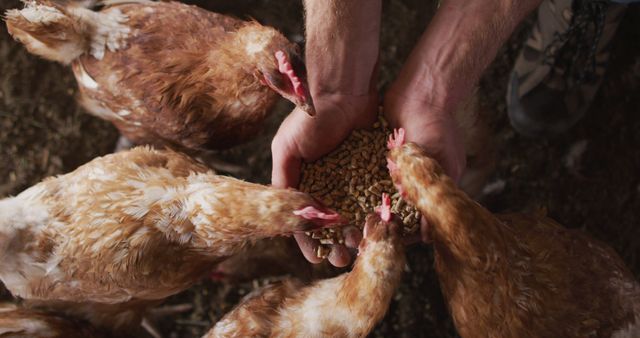 Close-up of a farmer feeding free-range chickens with pellets on an organic farm. Chickens are gathered around farmer's hands pecking at the feed. Useful for illustrating sustainable farming practices, animal husbandry, and organic agriculture.