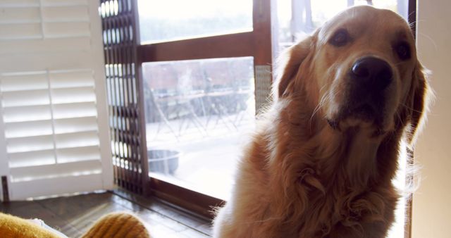 Golden Retriever is sitting near a sunlit window inside a house. Soft light highlights the dog's fluffy fur, creating a warm and cozy atmosphere. This image is perfect for content related to pets, home living, indoor spaces, animal care, and veterinary services.