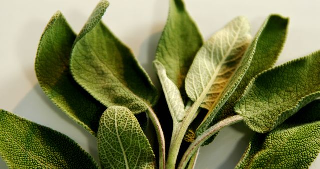 This closeup of fresh sage leaves highlights their natural texture and vibrant green color. Sage is a common herb used in various cuisines for its aromatic and flavorful properties. Ideal for use in food blogs, culinary websites, organic herb advertisements, and educational materials related to cooking and herbal benefits.