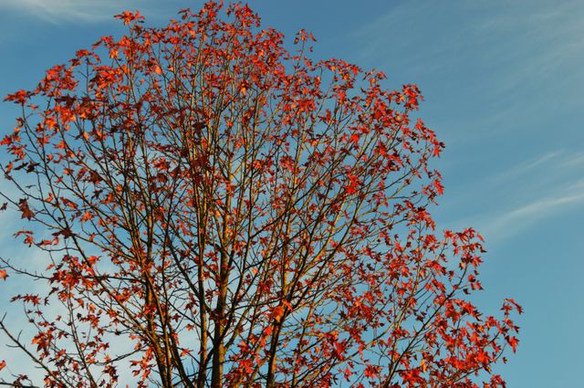 Vibrant red leaves on an autumn tree against a clear blue sky on a sunny day. Ideal for illustrating seasonal changes, nature scenes, and outdoor beauty. Perfect for backgrounds, calendars, and fall promotions.
