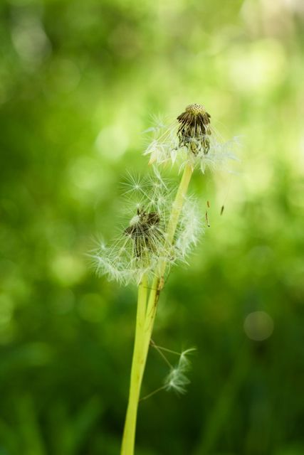 Detail view of two dandelions with seeding heads against a vibrant green background, highlighting their delicate structure and lightness. Perfect for illustrating themes of nature, growth, the changing seasons, and the fragility of life. Ideal for use in botanical studies, environmental awareness campaigns, or relaxation and mindfulness content.