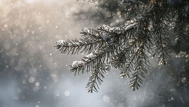 Backlit snowy fir branch sparkling with ice and bokeh in tranquil winter forest