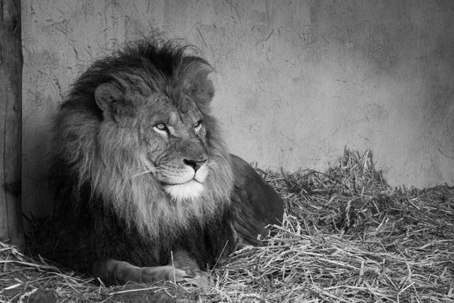 Majestic Lion Resting in Enclosure Black and White - Download Free Stock Photos Pikwizard.com