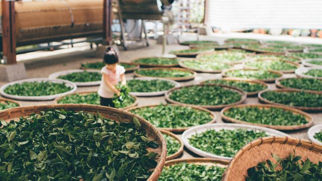 Image depicts a young child surrounded by numerous trays filled with fresh green tea leaves. Ideal for use in articles about tea production, organic farming, traditional agricultural practices, or for illustrating the process of drying tea leaves. Suitable for educational content, blogs on agriculture, and cultural studies.